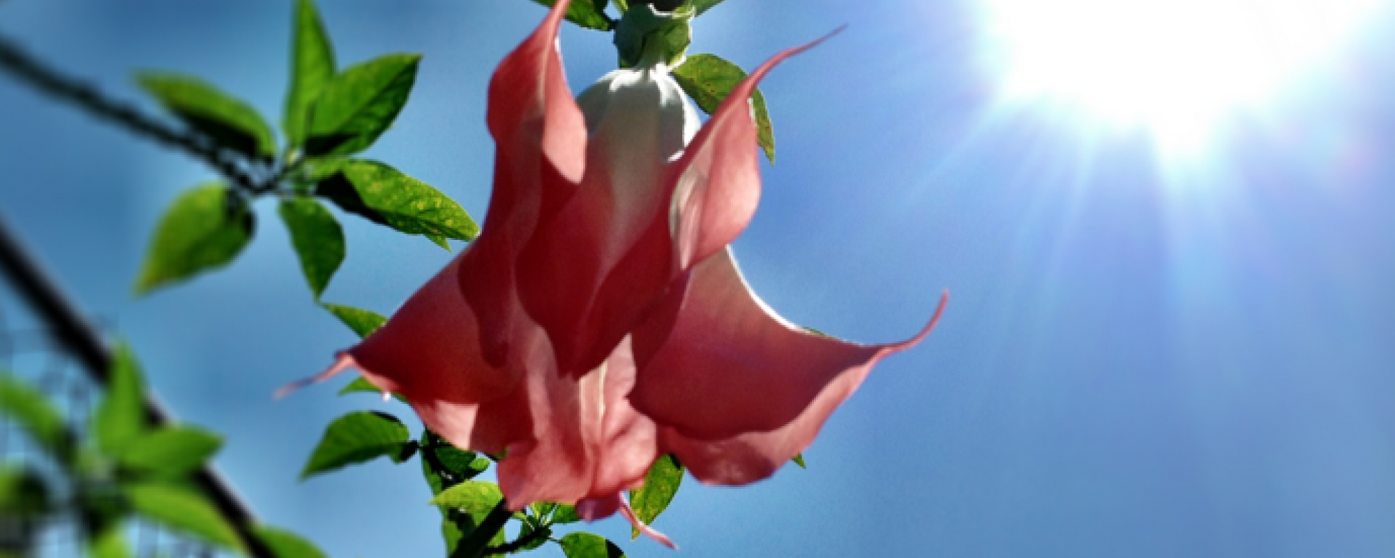 pink flower with sunbeam